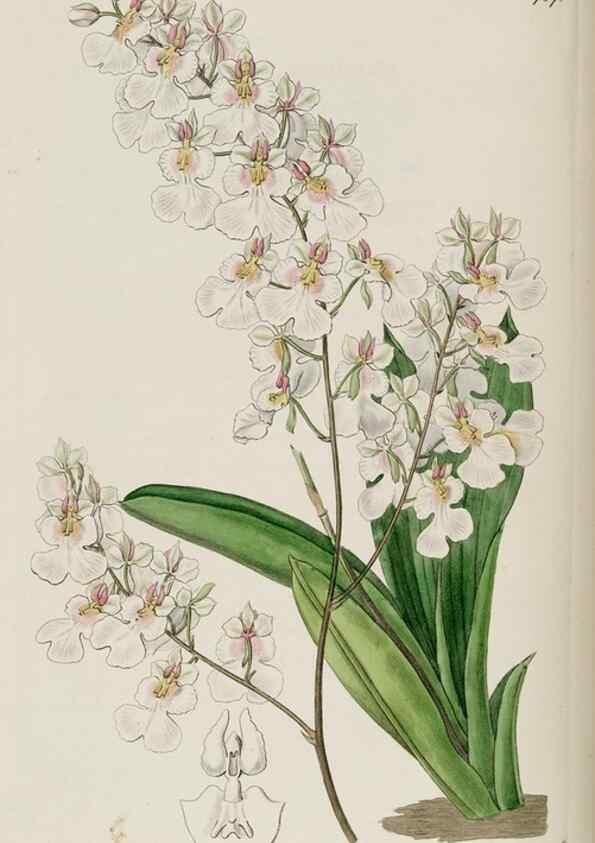 Reproducción/Reproduction 49822811727: Edwards's botanical register.. London :James Ridgway,1829-1847.. 