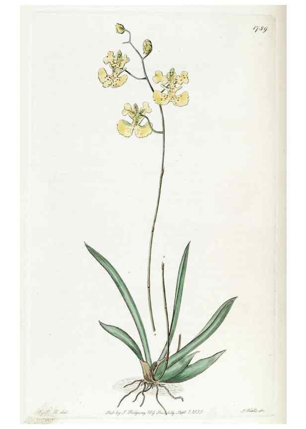 Reproducción/Reproduction 49822499576: Edwards's botanical register.. London :James Ridgway,1829-1847.. 