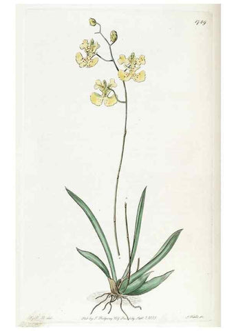Reproducción/Reproduction 49822499576: Edwards's botanical register.. London :James Ridgway,1829-1847.. 