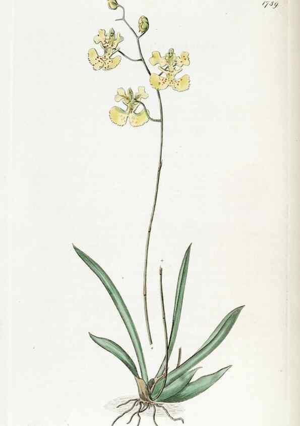 Reproducción/Reproduction 49822499576: Edwards's botanical register.. London :James Ridgway,1829-1847.. 