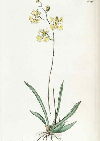Reproducción/Reproduction 49822499576: Edwards's botanical register.. London :James Ridgway,1829-1847.. 
