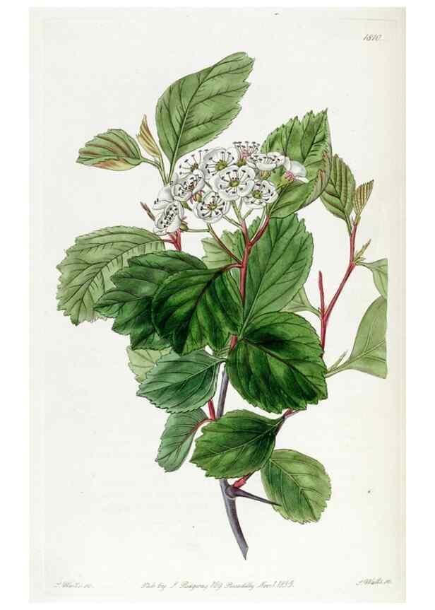Reproducción/Reproduction 49822512556: Edwards's botanical register.. London :James Ridgway,1829-1847.. 