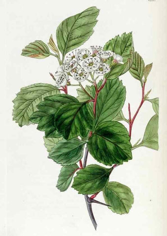 Reproducción/Reproduction 49822512556: Edwards's botanical register.. London :James Ridgway,1829-1847.. 