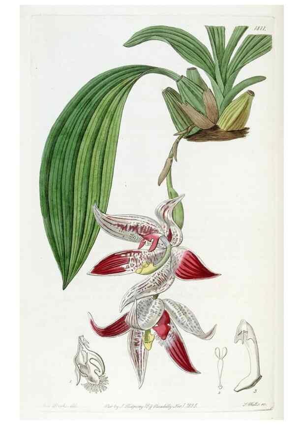 Reproducción/Reproduction 49822826157: Edwards's botanical register.. London :James Ridgway,1829-1847.. 