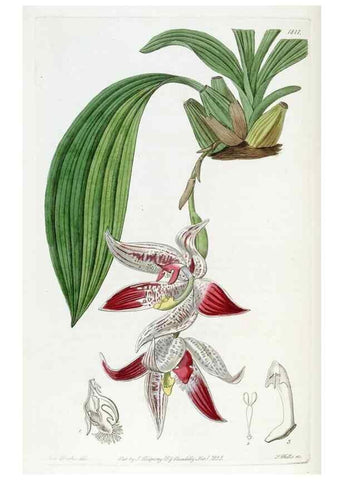 Reproducción/Reproduction 49822826157: Edwards's botanical register.. London :James Ridgway,1829-1847.. 