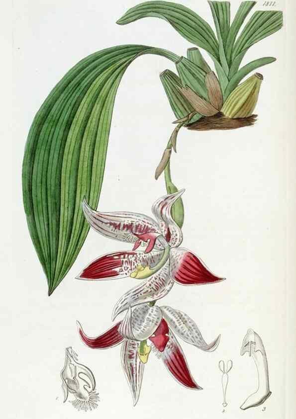 Reproducción/Reproduction 49822826157: Edwards's botanical register.. London :James Ridgway,1829-1847.. 