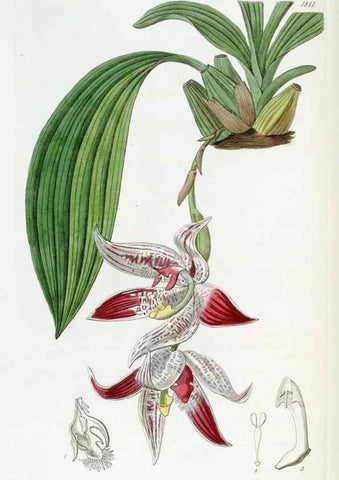Reproducción/Reproduction 49822826157: Edwards's botanical register.. London :James Ridgway,1829-1847.. 
