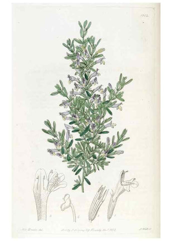 Reproducción/Reproduction 49821975618: Edwards's botanical register.. London :James Ridgway,1829-1847.. 