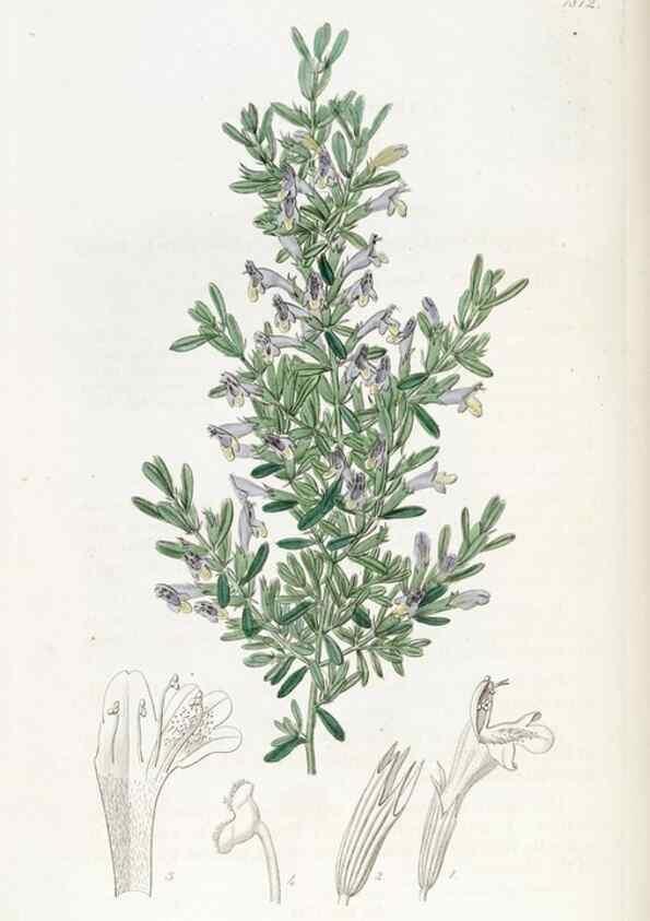 Reproducción/Reproduction 49821975618: Edwards's botanical register.. London :James Ridgway,1829-1847.. 