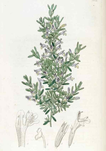 Reproducción/Reproduction 49821975618: Edwards's botanical register.. London :James Ridgway,1829-1847.. 