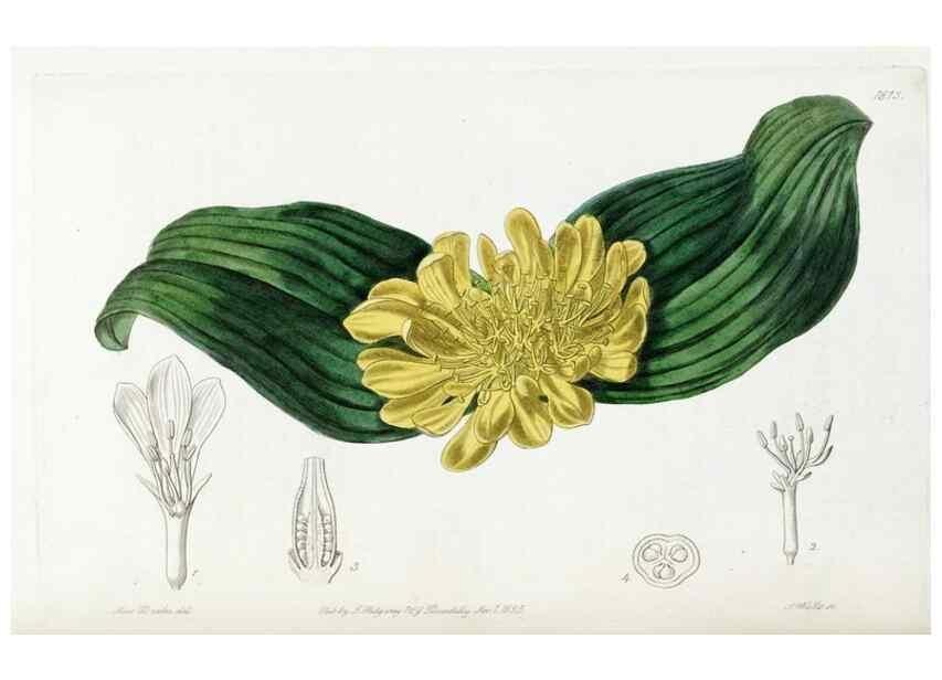Reproducción/Reproduction 49822826937: Edwards's botanical register.. London :James Ridgway,1829-1847.. 