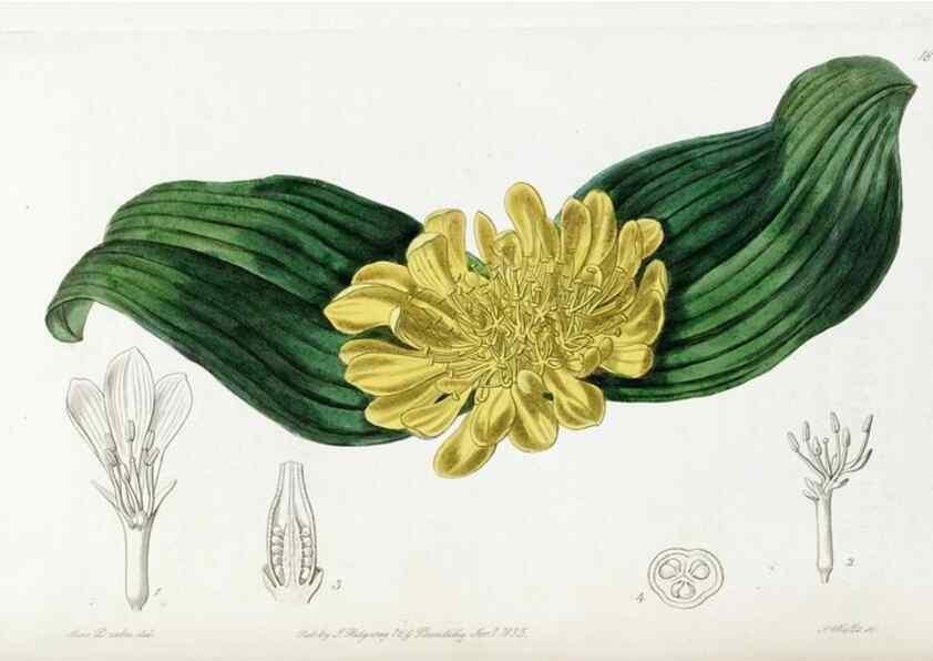Reproducción/Reproduction 49822826937: Edwards's botanical register.. London :James Ridgway,1829-1847.. 
