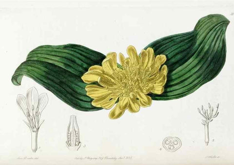 Reproducción/Reproduction 49822826937: Edwards's botanical register.. London :James Ridgway,1829-1847.. 