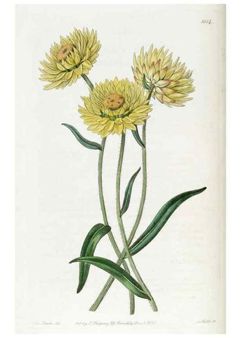 Reproducción/Reproduction 49822827322: Edwards's botanical register.. London :James Ridgway,1829-1847.. 