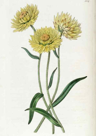 Reproducción/Reproduction 49822827322: Edwards's botanical register.. London :James Ridgway,1829-1847.. 