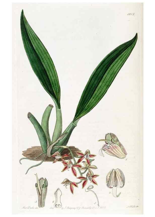 Reproducción/Reproduction 49822514381: Edwards's botanical register.. London :James Ridgway,1829-1847.. 