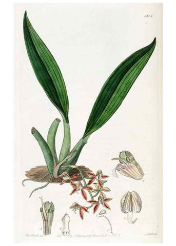 Reproducción/Reproduction 49822514381: Edwards's botanical register.. London :James Ridgway,1829-1847.. 
