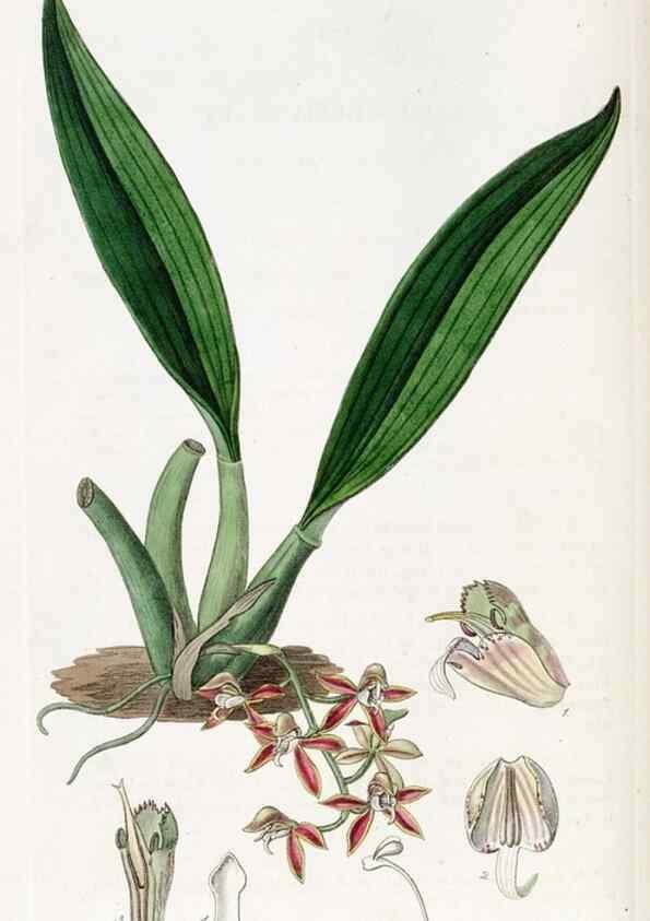 Reproducción/Reproduction 49822514381: Edwards's botanical register.. London :James Ridgway,1829-1847.. 
