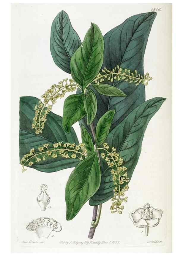 Reproducción/Reproduction 49822827972: Edwards's botanical register.. London :James Ridgway,1829-1847.. 