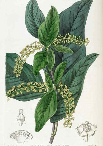 Reproducción/Reproduction 49822827972: Edwards's botanical register.. London :James Ridgway,1829-1847.. 