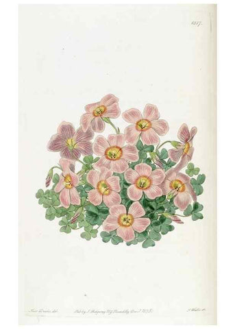 Reproducción/Reproduction 49821977233: Edwards's botanical register.. London :James Ridgway,1829-1847.. 