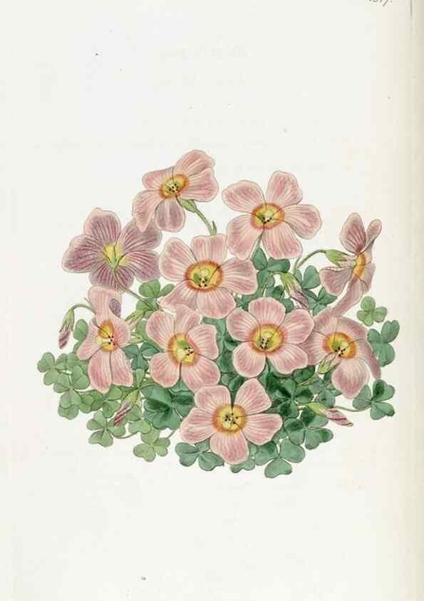 Reproducción/Reproduction 49821977233: Edwards's botanical register.. London :James Ridgway,1829-1847.. 