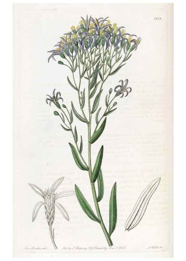 Reproducción/Reproduction 49822828677: Edwards's botanical register.. London :James Ridgway,1829-1847.. 