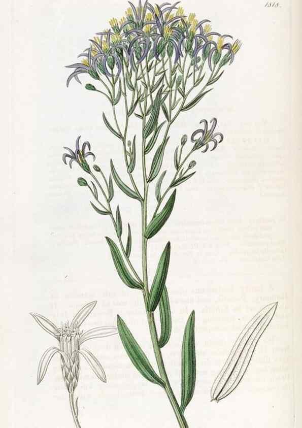Reproducción/Reproduction 49822828677: Edwards's botanical register.. London :James Ridgway,1829-1847.. 