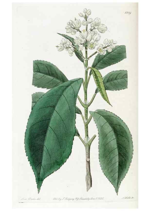 Reproducción/Reproduction 49822515521: Edwards's botanical register.. London :James Ridgway,1829-1847.. 