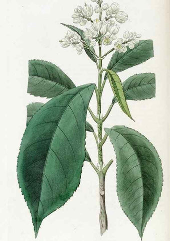 Reproducción/Reproduction 49822515521: Edwards's botanical register.. London :James Ridgway,1829-1847.. 