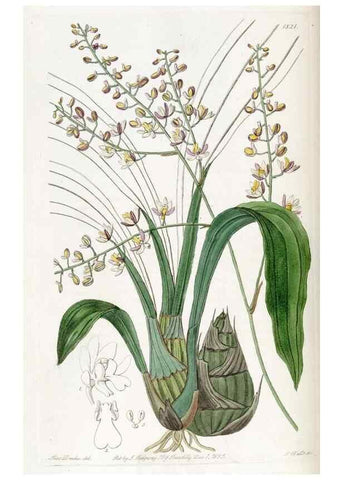 Reproducción/Reproduction 49821978813: Edwards's botanical register.. London :James Ridgway,1829-1847.. 