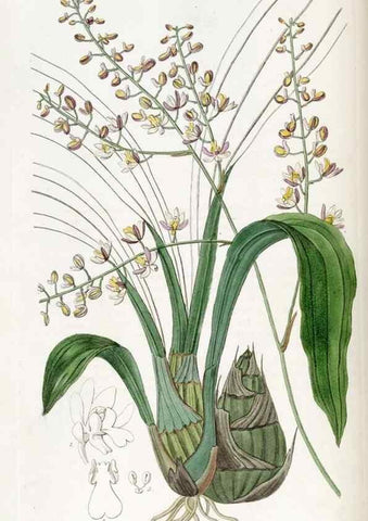 Reproducción/Reproduction 49821978813: Edwards's botanical register.. London :James Ridgway,1829-1847.. 