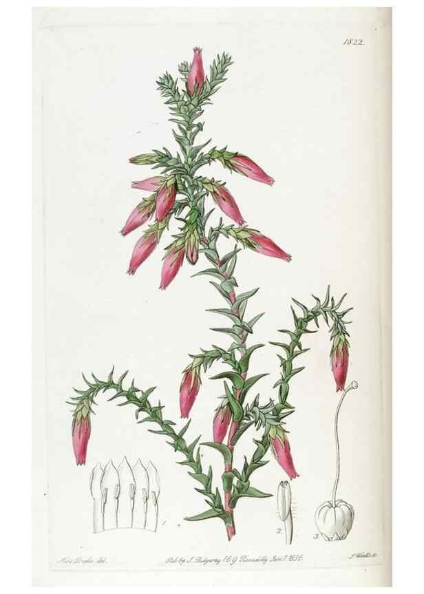 Reproducción/Reproduction 49821979183: Edwards's botanical register.. London :James Ridgway,1829-1847.. 