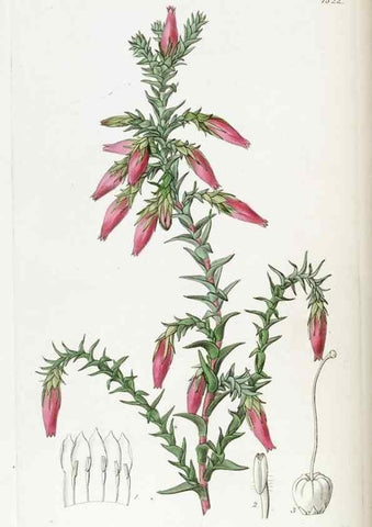 Reproducción/Reproduction 49821979183: Edwards's botanical register.. London :James Ridgway,1829-1847.. 