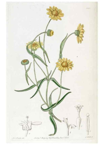 Reproducción/Reproduction 49822830427: Edwards's botanical register.. London :James Ridgway,1829-1847.. 