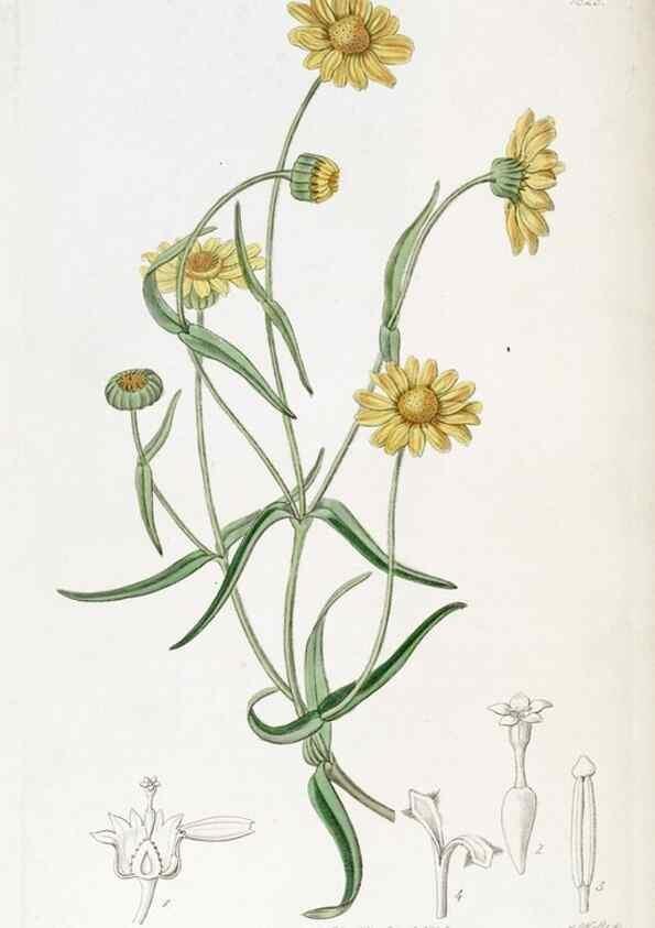 Reproducción/Reproduction 49822830427: Edwards's botanical register.. London :James Ridgway,1829-1847.. 