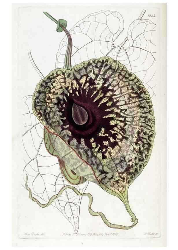 Reproducción/Reproduction 49822517406: Edwards's botanical register.. London :James Ridgway,1829-1847.. 