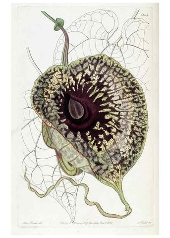 Reproducción/Reproduction 49822517406: Edwards's botanical register.. London :James Ridgway,1829-1847.. 