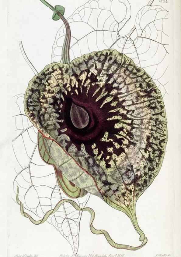 Reproducción/Reproduction 49822517406: Edwards's botanical register.. London :James Ridgway,1829-1847.. 
