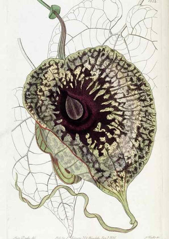 Reproducción/Reproduction 49822517406: Edwards's botanical register.. London :James Ridgway,1829-1847.. 