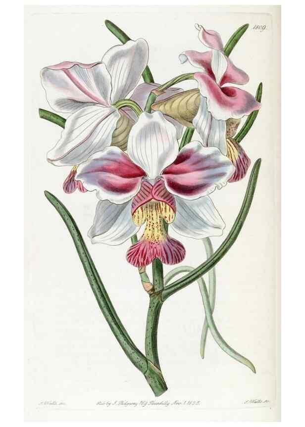Reproducción/Reproduction 49822512176: Edwards's botanical register.. London :James Ridgway,1829-1847.. 