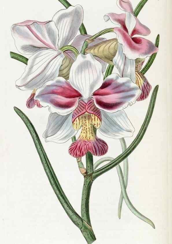 Reproducción/Reproduction 49822512176: Edwards's botanical register.. London :James Ridgway,1829-1847.. 