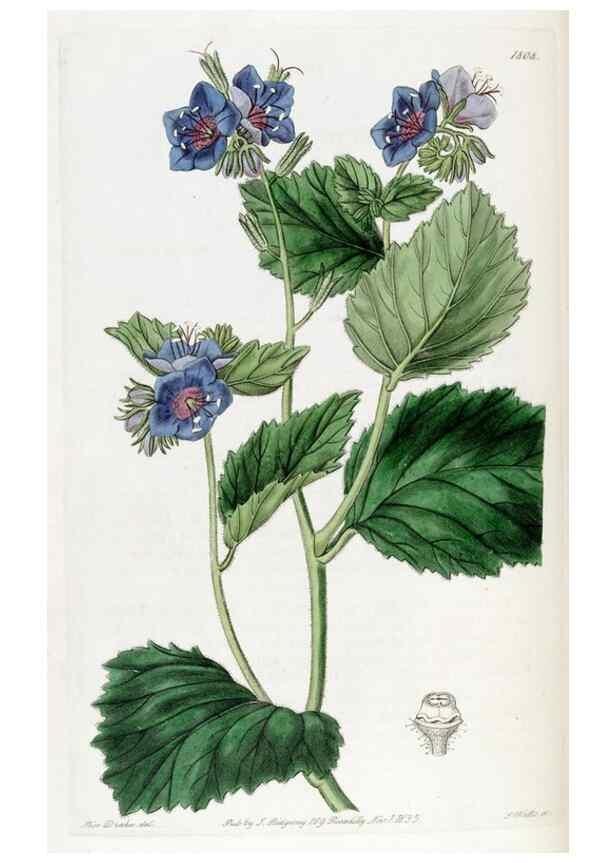 Reproducción/Reproduction 49822824777: Edwards's botanical register.. London :James Ridgway,1829-1847.. 