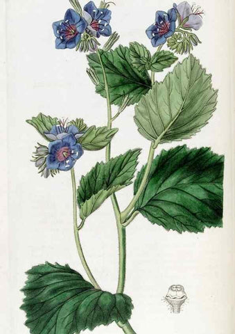Reproducción/Reproduction 49822824777: Edwards's botanical register.. London :James Ridgway,1829-1847.. 