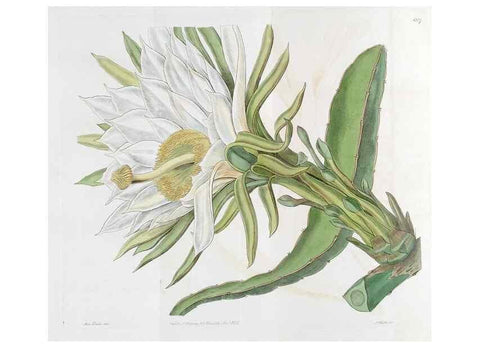 Reproducción/Reproduction 49822824252: Edwards's botanical register.. London :James Ridgway,1829-1847.. 
