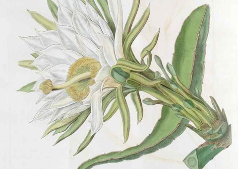Reproducción/Reproduction 49822824252: Edwards's botanical register.. London :James Ridgway,1829-1847.. 