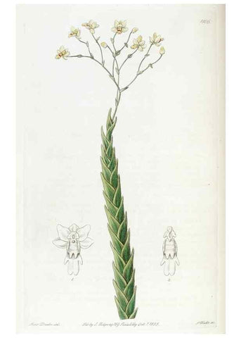 Reproducción/Reproduction 49822823667: Edwards's botanical register.. London :James Ridgway,1829-1847.. 
