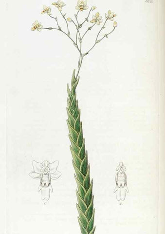 Reproducción/Reproduction 49822823667: Edwards's botanical register.. London :James Ridgway,1829-1847.. 