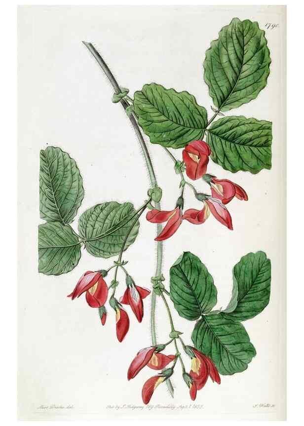 Reproducción/Reproduction 49822816817: Edwards's botanical register.. London :James Ridgway,1829-1847.. 