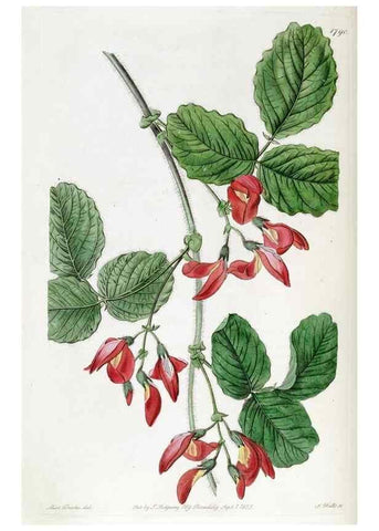 Reproducción/Reproduction 49822816817: Edwards's botanical register.. London :James Ridgway,1829-1847.. 